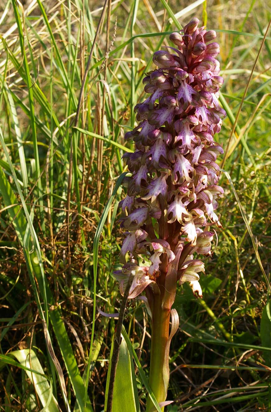 Barlia robertiana / Barlia